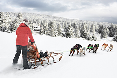 Team of sled dogs on the snow